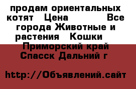 продам ориентальных котят › Цена ­ 5 000 - Все города Животные и растения » Кошки   . Приморский край,Спасск-Дальний г.